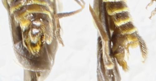 Réf. 325 472 : Malthodes minimus